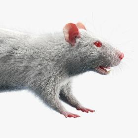 Rat (Fur) 3D model